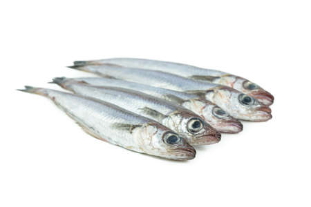 Fresh blue whiting on a white background. Fresh fish. Copy space. Five whiting.の写真素材