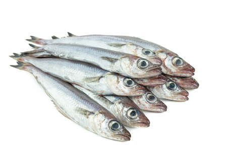 Fresh blue whiting. Group of blue whiting on a white background. Copy space. Close-up view.の写真素材
