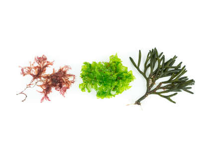 Three different species of algae on white background. Codium tomentosum, Gelidium, Ulva lactuca....