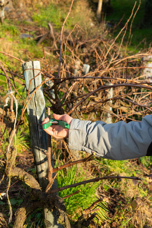 Man's hand pruning vines with scissors. I came pruning. Copyspace. View of the vineyard.