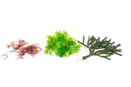 Three different species of algae on white background. Codium tomentosum, Gelidium, Ulva lactuca. Topview.の写真素材