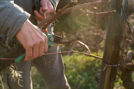 Man's hand pruning vines with scissors. I came pruning. Copyspace. View of the vineyard.