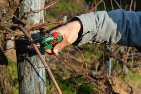 Vine grower cutting branch of wine vine plant. I came pruning. Copyspace. View of the vineyard.