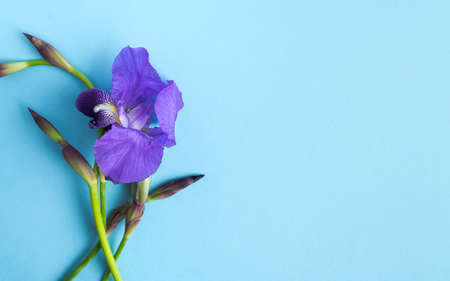 Purple iris flowers on blue background. Spacecopy. Horizontal photos.の写真素材