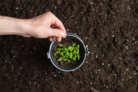 Hand holding a pot with young plants on a background of natural soil. Copyspace. top viewの写真素材