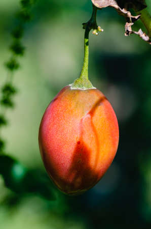 Branch with tree tomato with shade reflected in the tomato. Solanum betaceum. Copyspace.の写真素材