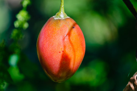 Branch with tree tomato with shade reflected in the tomato. Solanum betaceum. Copyspace.の写真素材