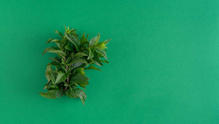 Peppermint leaves bouquet on green background. Copy space.の写真素材