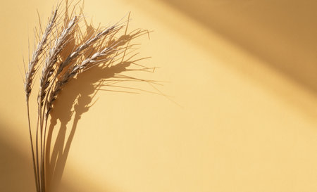 Wheat ears with shading on yellow background. Copy space.の写真素材
