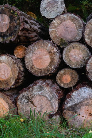 Pine logs in a pile, view of cutting the logs. Copyspace.