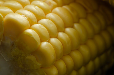 Pieces of corncob. Corncob cut in pieces. Copyspace.の写真素材