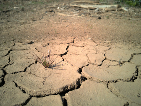Very dry and frosted land and suffering extreme drought with a plant in the center. Climate change. desertification.の写真素材