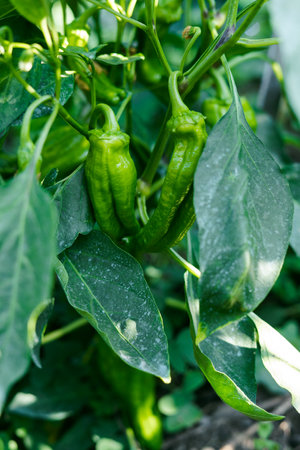 Italian bell pepper plant with green fruits in the vegetable garden. Copyspace.の写真素材