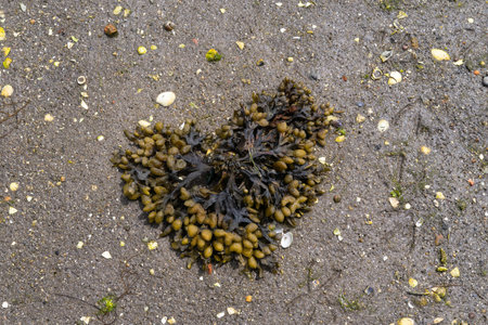 Fucus spiralis. Brown algae on the sand of the beach. Copyspace. top view.