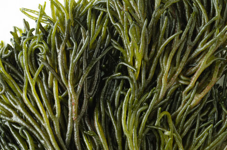 Codium fragile. Green algae native to Japan, close-up shot. Macro photography.の写真素材