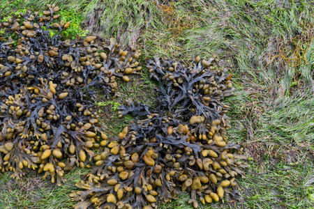 Fucus spiralis. Brown algae on beach vegetation. Copyspace. top view.の写真素材