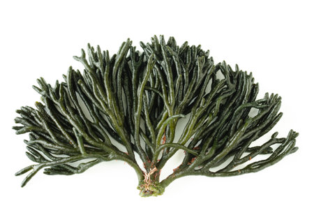 Codium fragile. Green algae on white background. top view. Copyspace.の写真素材