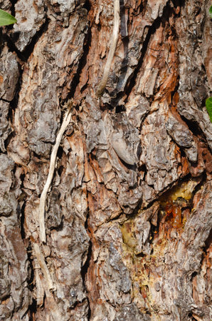 Rough pine bark background and texture. Backgrounds and textures.の写真素材