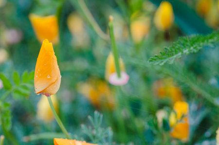 California Poppy (Eschscholzia californica)の写真素材