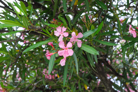 Pink oleander flowers on tree in the garden, stock photoの写真素材