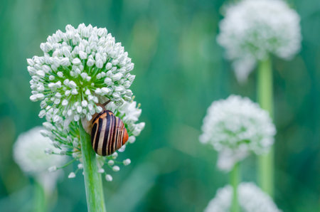 Snail on the flower of an onion with blurred background. Copyspace.