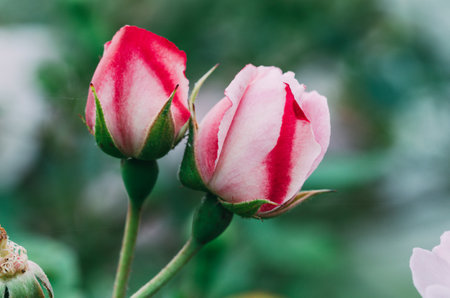 Close up of pink rose in garden, Thailand. (selective focus)