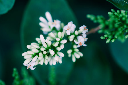 White flowers in the garden with the background out of focus. Select focus. Copyspace. Blurred background.の写真素材