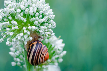 Snail on a white flower onion. Copyspace.の写真素材