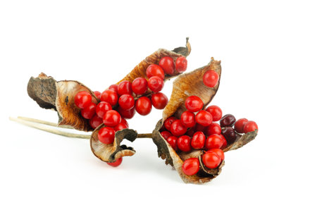 Red fruits of Iris foetidissima. Wild iris.の写真素材