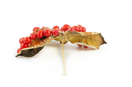 Red fruits of Iris foetidissima on a white background. Wild iris.の写真素材