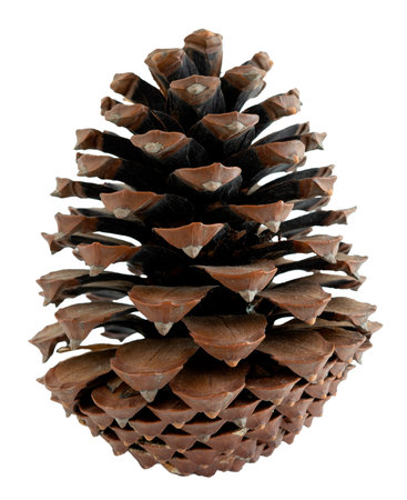 Pine cone on isolated background. Copy space.の写真素材