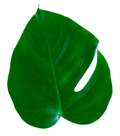 Monstera leaf on isolated background. Copy space.の写真素材