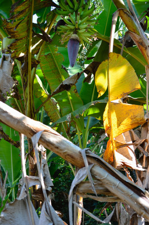 Banana plant with abundant fruits and leaves. Nature.の写真素材