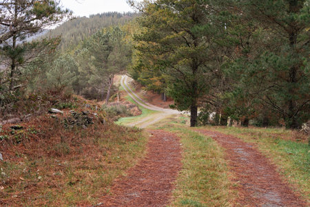 Landscape in a pine forest. Rural road in a mountain.の写真素材