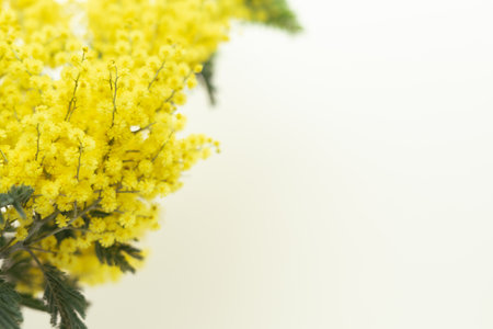 Yellow flowers of Acacia dealbata or mimosa on yellow background with copy space.の写真素材