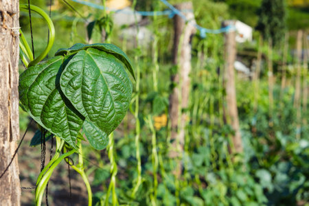 A leafy green plant is growing on a vine. The vine is surrounded by other plants and is attached to a wooden post. Concept of growth and abundance, as the plants are thriving and reaching for the sunの写真素材