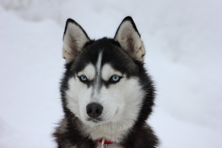 Siberian Husky dog ??close-up portrait in the snow in the winterの写真素材