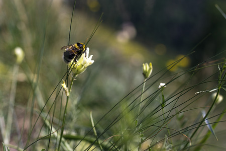 Bee on yellow flowerの写真素材