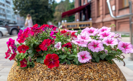 Pink petunia flowers on a city flower bed on summer sunsetの写真素材