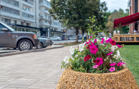 Pink petunia flowers on a city flower bed on summer sunsetの写真素材