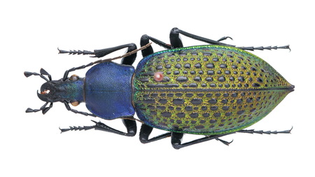 Coptolabrus formosus Carabus Li step aの写真素材