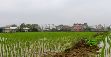 Rice field  in Taoyuan district, Taiwan April 2016の写真素材