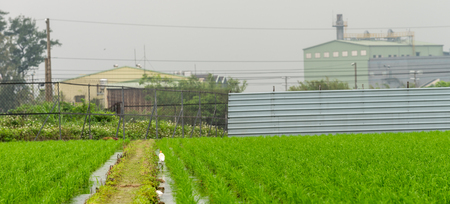 Rice field  in Taoyuan district, Taiwan April 2016の写真素材