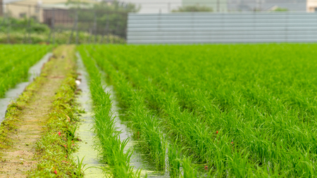 Rice field  in Taoyuan district, Taiwan April 2016の写真素材