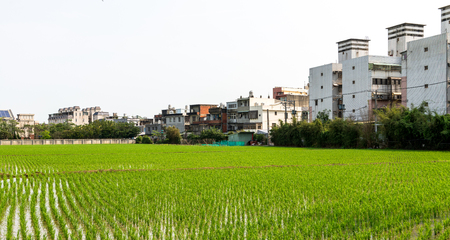 Rice field  in Taoyuan district, Taiwan April 2016の写真素材