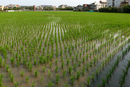 Rice field  in Taoyuan district, Taiwan April 2016の写真素材