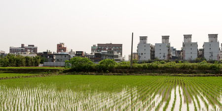 Rice field  in Taoyuan district, Taiwan April 2016の写真素材