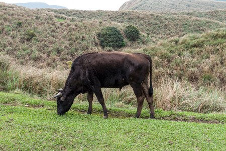 Yangmingshan Nation Park Cow at Qing Tian Gang, Taipei Apr 2016の写真素材