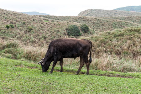 Yangmingshan Nation Park Cow at Qing Tian Gang, Taipei Apr 2016の写真素材