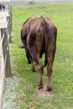 Yangmingshan Nation Park Cow at Qing Tian Gang, Taipei Apr 2016の写真素材